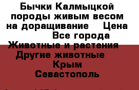 Бычки Калмыцкой породы живым весом на доращивание. › Цена ­ 135 - Все города Животные и растения » Другие животные   . Крым,Севастополь
